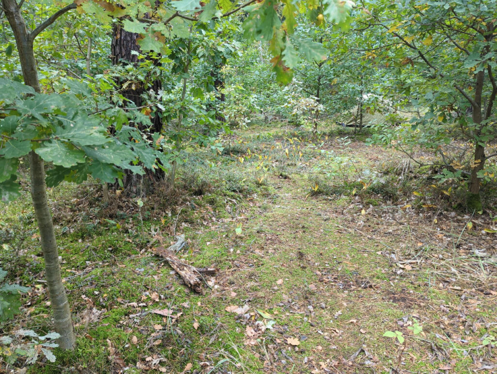 Ein Waldstück - hinten steht versteckt ein Zelt.